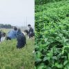 日本100％純天然萃取青森藍草あおもり藍天然抗菌皂